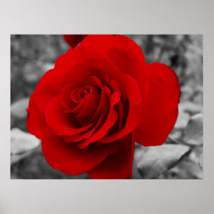 Póster El Rosa de la abuela