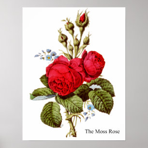 Póster El Rosa Moss - Bella Artes de la época