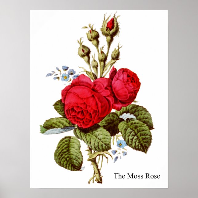 Póster El Rosa Moss - Bella Artes de la época (Frente)