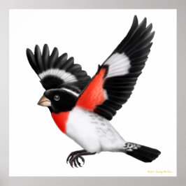 Póster El Rosa volador Poster Grosbeak