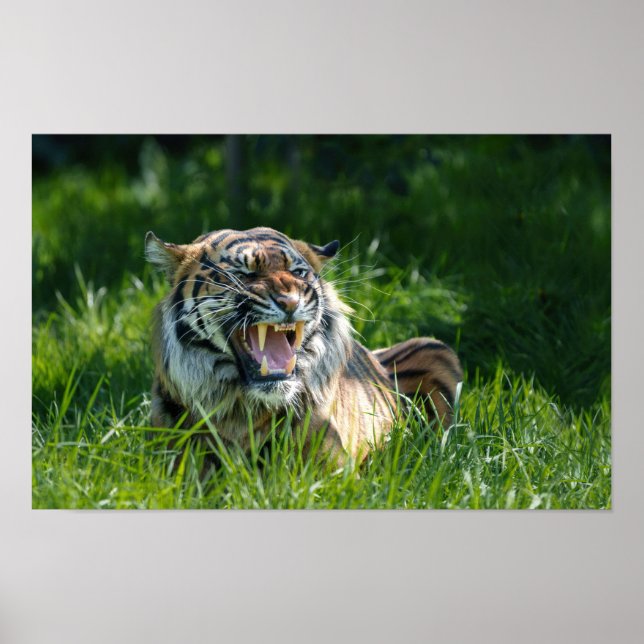 Póster El rugido del tigre (Frente)