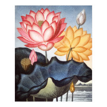 El sagrado frijol egipcio