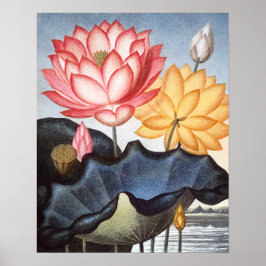 Póster El sagrado frijol egipcio