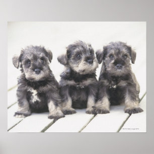 Póster El Schnauzer en miniatura es una raza de perros pe