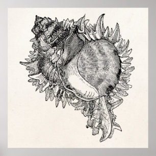 Póster El Seashell Shell del océano del vintage