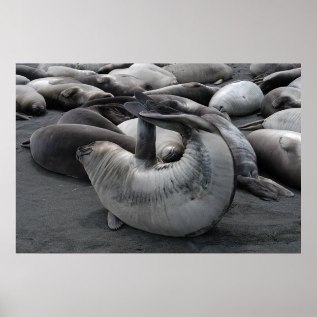 Póster El Sello de Sirena (Poster) (Frente)