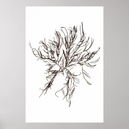 Póster El Sexto de Diez Algas Presionadas de Henry Bradbu