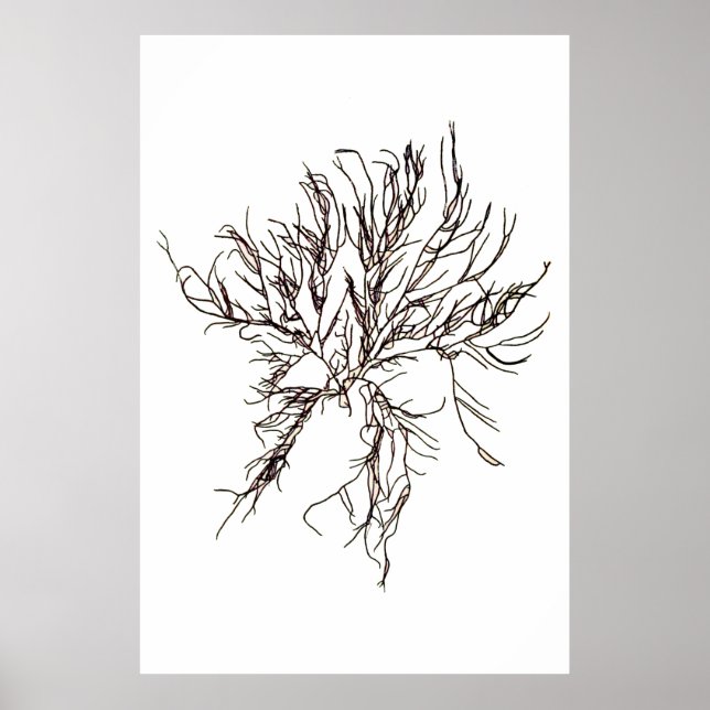 Póster El Sexto de Diez Algas Presionadas de Henry Bradbu (Frente)