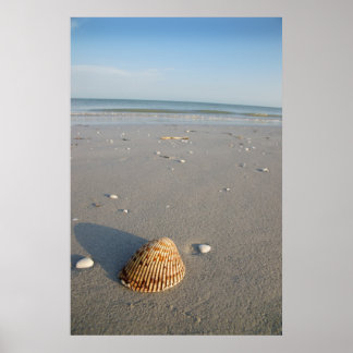 Póster El Shell