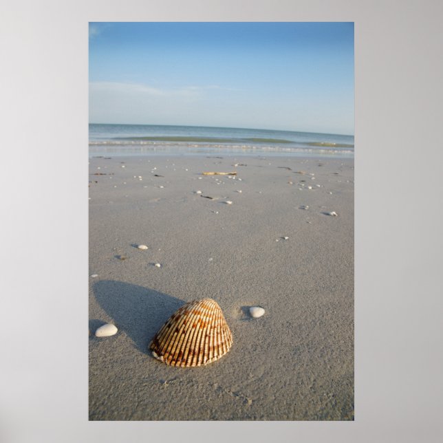 Póster El Shell (Frente)