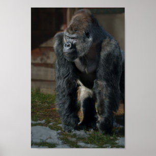 Póster El Silverback En Un Día Frío