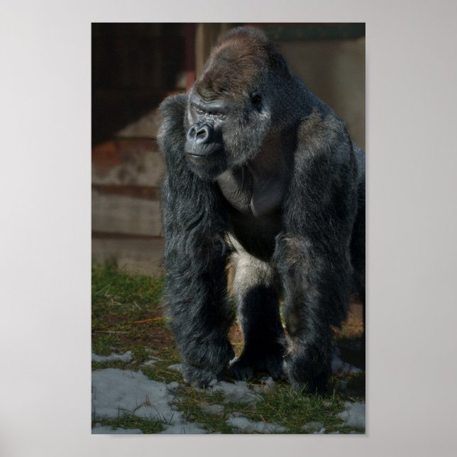 Póster El Silverback En Un Día Frío (Frente)