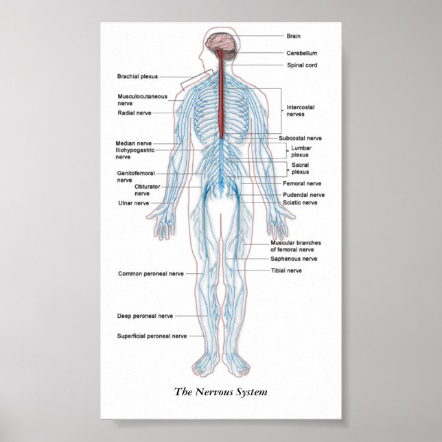 Póster El sistema nervioso (Frente)