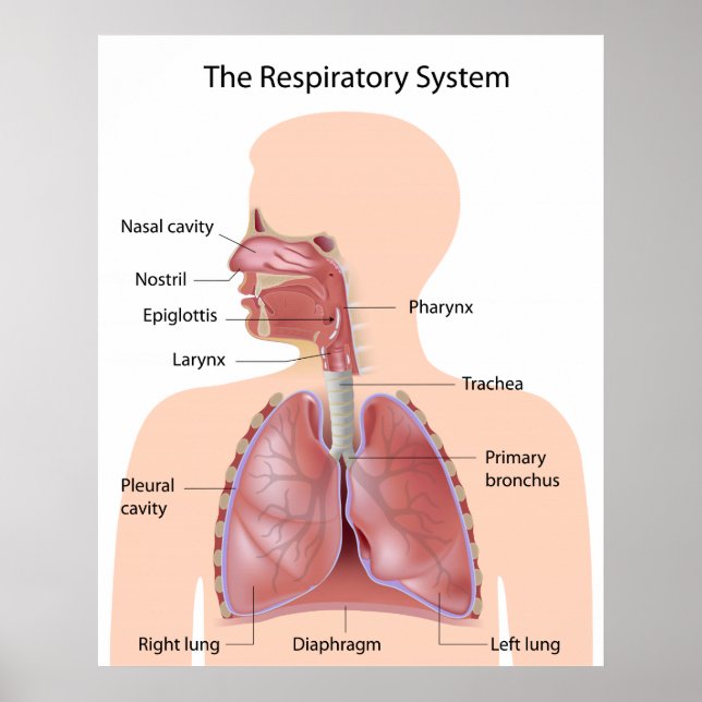 Póster El sistema respiratorio marcado (Frente)