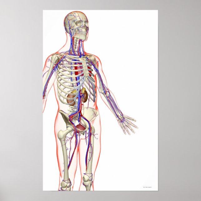 Póster El Sistema Urinario (Frente)