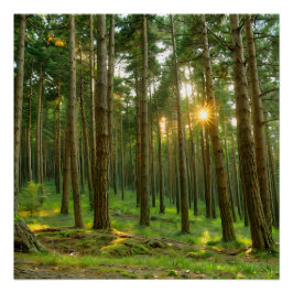 Póster El sol a través de los árboles