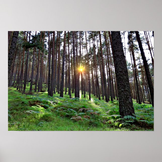 Póster El sol a través del bosque (Frente)