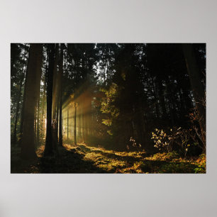 PÓSTER EL SOL RAYA PIERDEANDO A TRAVÉS DE ÁRBOLES