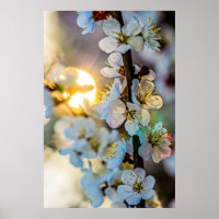 El Sol Y Las Flores De Ápricot Japonesas