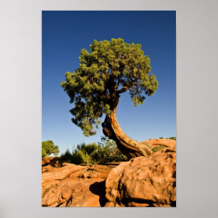 Póster El solitario Cedar, Parque Estatal Deadhorse Point