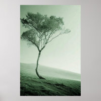 El solitario Centinela: Un árbol barrido por el vi