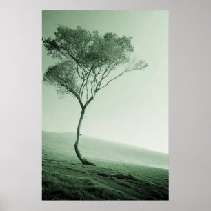 Póster El solitario Centinela: Un árbol barrido por el vi