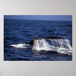 Póster El sonar de la ballena jorobada (platijas de la