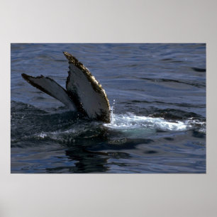 Póster El sonar de la ballena jorobada (platijas de la