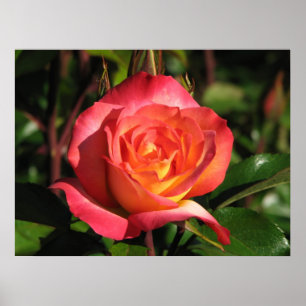 Póster El sorbete Floribunda del arco iris subió 139