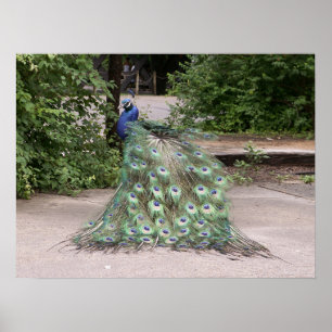 Póster El Sr. Peacock frota sus plumas