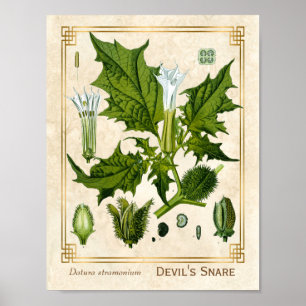 Póster El sucio botánico de la vieja planta de medicina