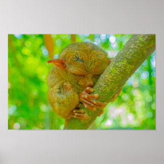 Póster El sueño tranquilo de un tarsero en Bohol