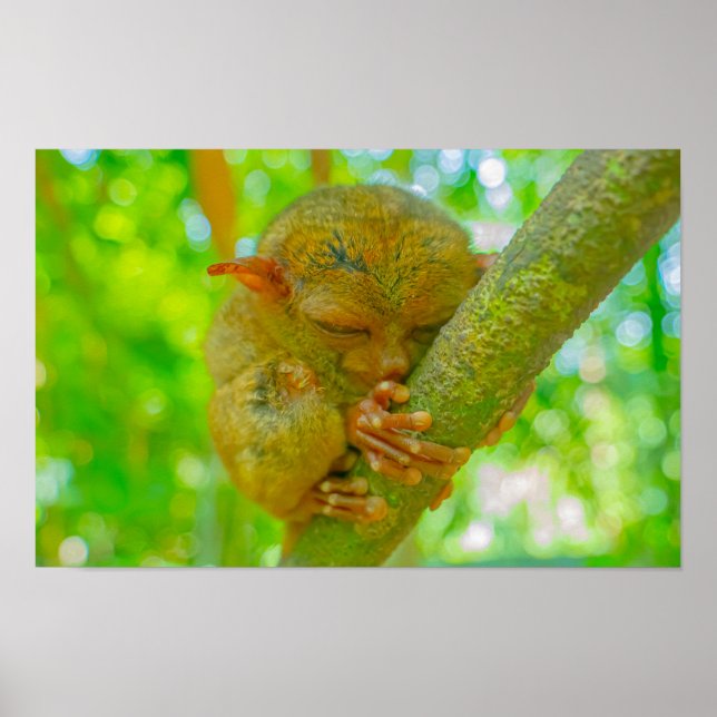 Póster El sueño tranquilo de un tarsero en Bohol (Frente)