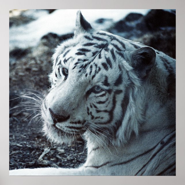 Póster El tigre blanco (Frente)