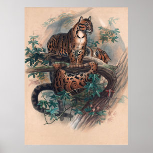 Póster El tigre nublado por Joseph Wolf