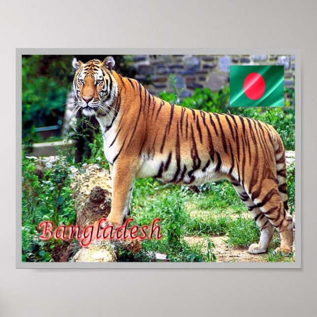 Póster El tigre real de Bengala (Frente)
