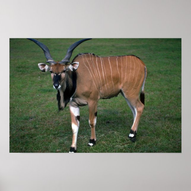 Póster El toro Eland-young del Gigante/Lord Derby (Frente)