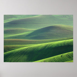 Póster El trigo brota en las colinas de Palouse