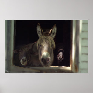 Póster El trío curioso