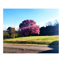 El Tulipano Rosa