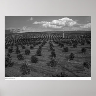 Póster El último día santos Citrus Orchard cerca del río