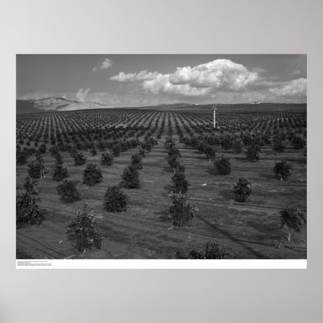 Póster El último día santos Citrus Orchard cerca del río (Frente)