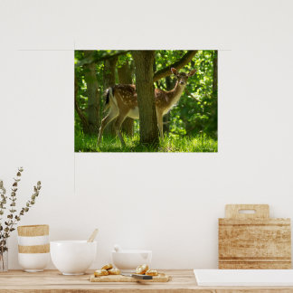 Póster El venado de la fauna silvestre entre los árboles