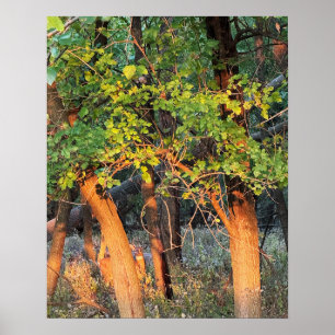 Póster El venado escondido en el Poster de los árboles