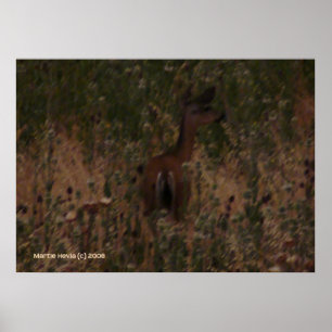 Póster El venado se esconde en hierba seca