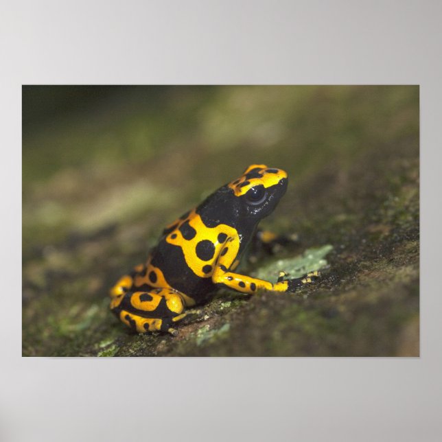 Póster El veneno de la banda amarilla Dart Frog Dendrobat (Frente)