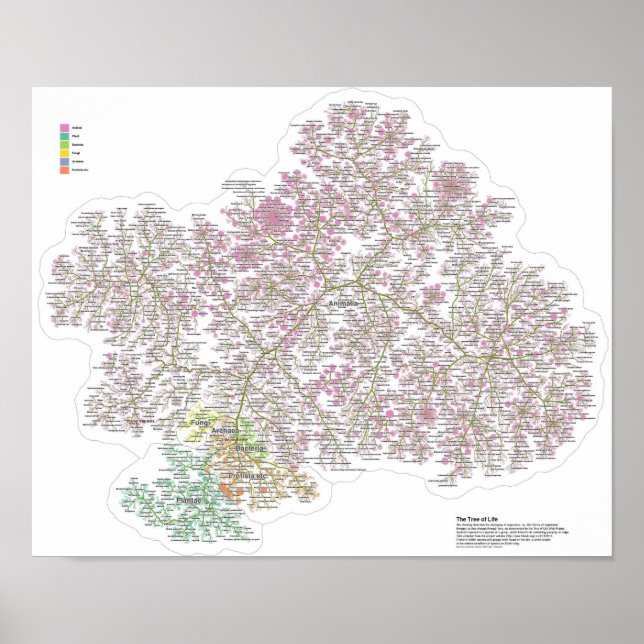 Póster El verdadero árbol de la vida (Frente)