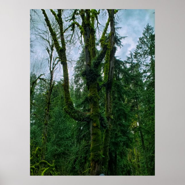 Póster El verde en el Poster de los árboles (Frente)