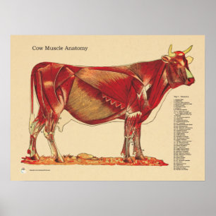 Póster El veterinario bovino de la vaca Muscles la carta