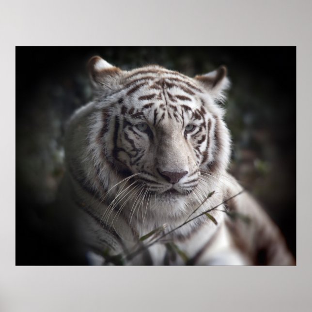Póster El vigilante Poster de ojos del tigre (Frente)